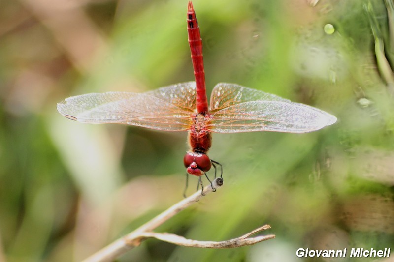 Serie di Libellulidae del Parco del Ticino